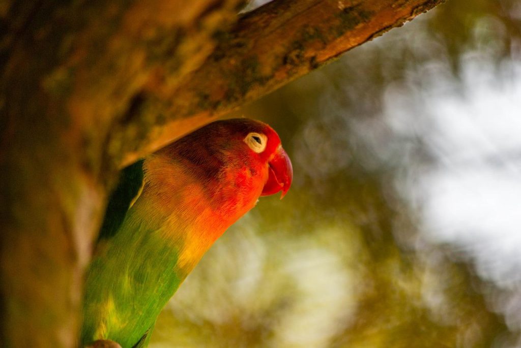 L&rsquo;amour inséparable: découvrez ces oiseaux merveilleux qui forment des couples pour la vie