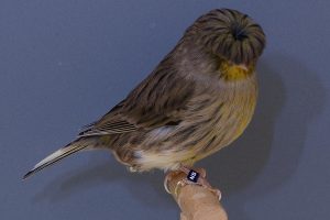 Le canari Gloster