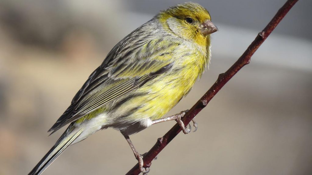 Acheter son premier canari.