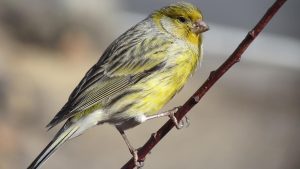 Acheter son premier canari.