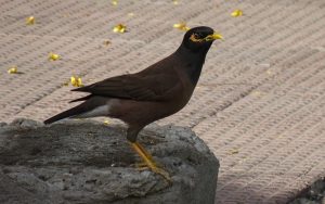 Le mainate, un oiseau étonnant