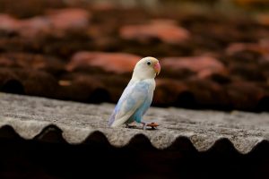 Comment savoir si son inséparable est heureux?