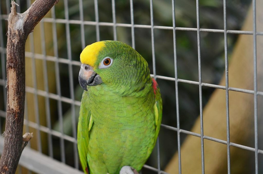 Ou positionner sa cage à oiseau?