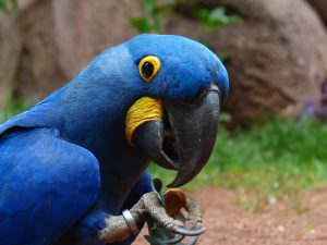 Pourquoi le perroquet répète?