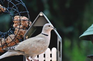 Comment dorment les tourterelles?