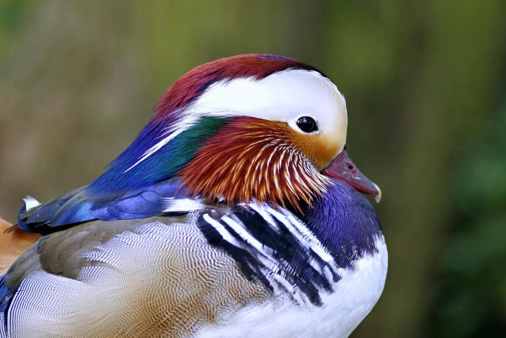 Quelles sont les origines des canards d’ornement ?