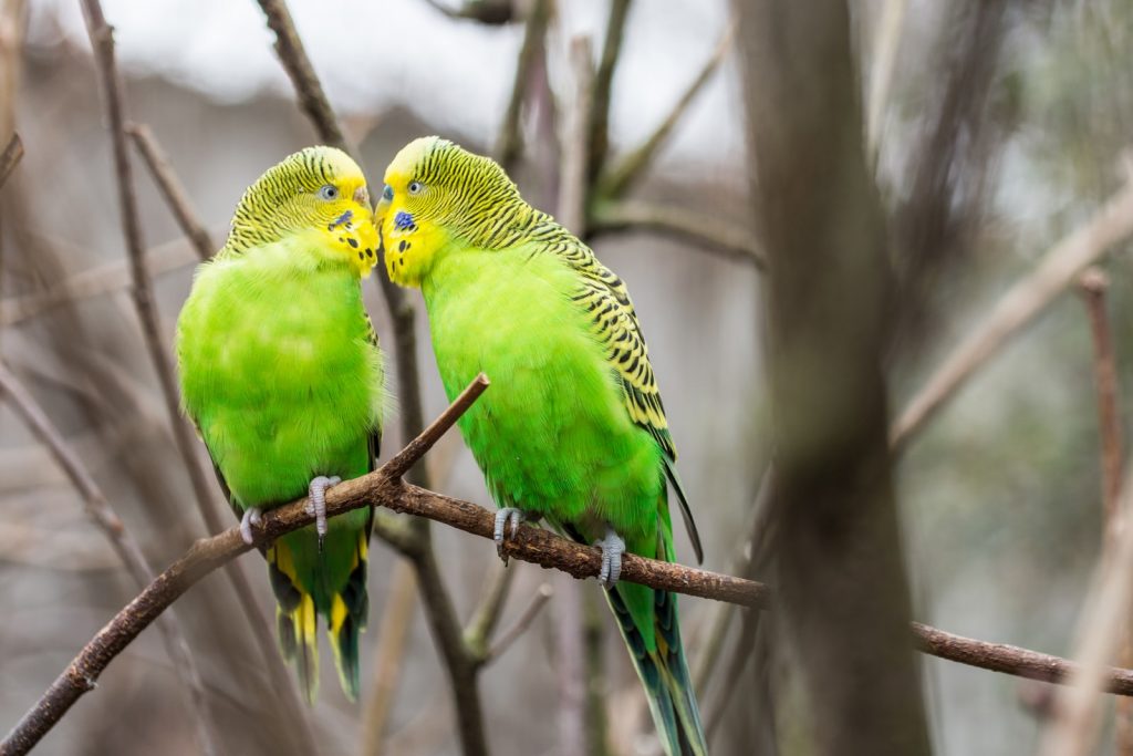 La perruche, un oiseau fascinant