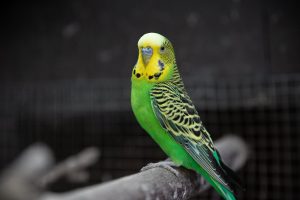 Les différentes espèces de perruches