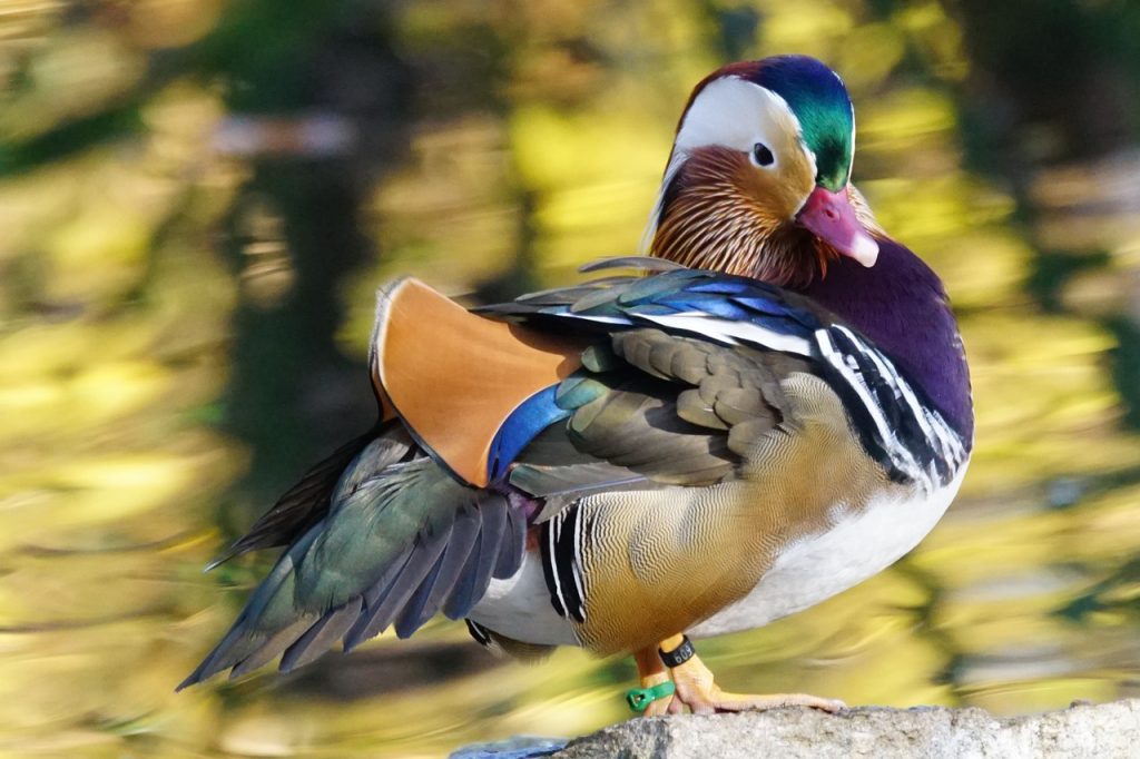 Le canard mandarin : un canard exotique très apprécié !