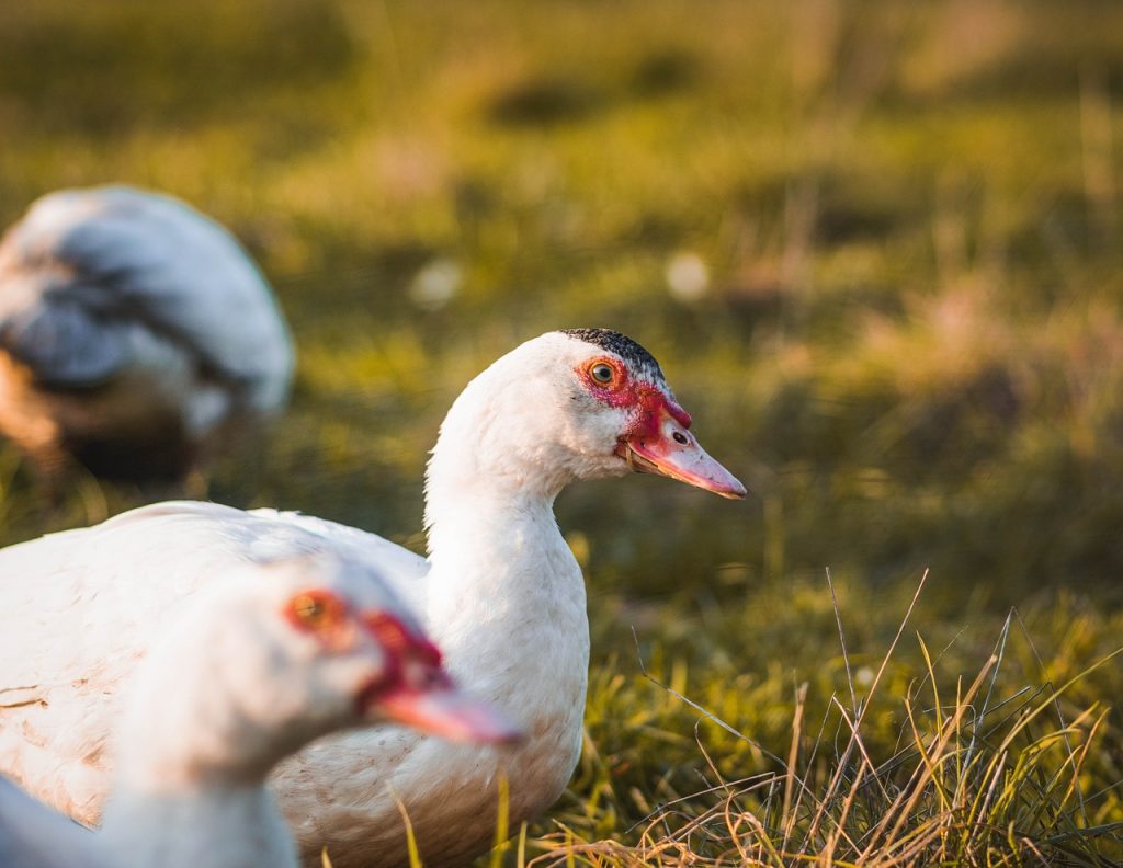 Fiche de race : le canard de Barbarie