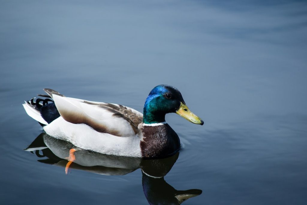 Le colvert : fiche de race complète !
