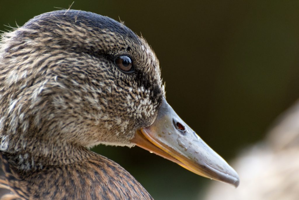 Ivermectine, un antiparasitaire efficace pour vos oiseaux