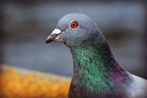 Le pigeon bleu de Gascogne