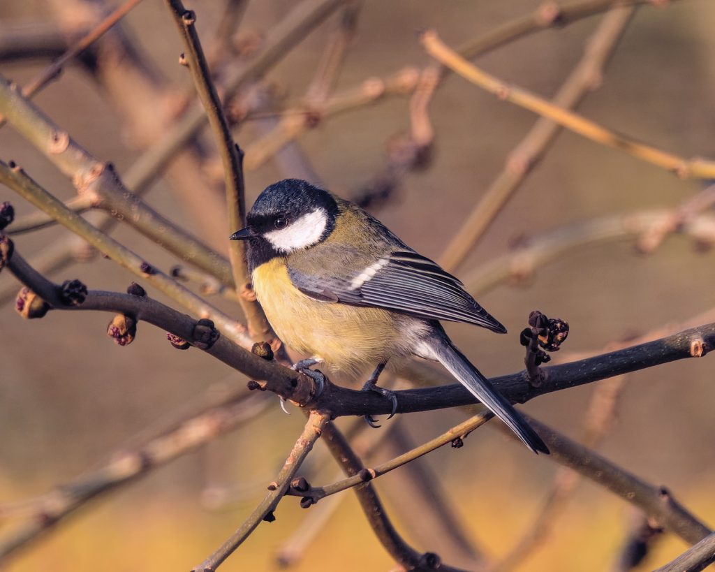 Tout savoir sur le nichoir à mésange.