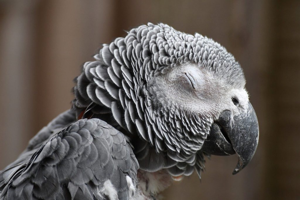 Jouets, cages, mangeoires : les accessoires indispensables pour vos oiseaux