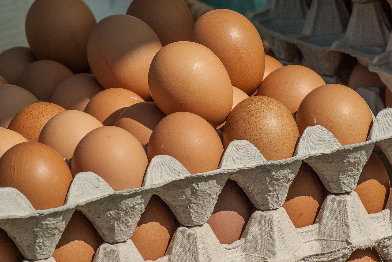 avoir des oeufs frais grace aux poules