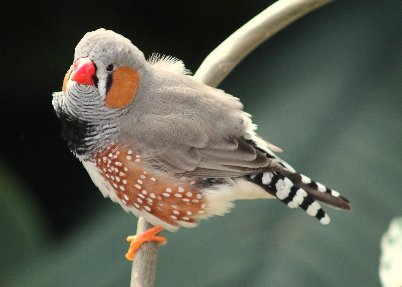 oiseau diamant mandarin