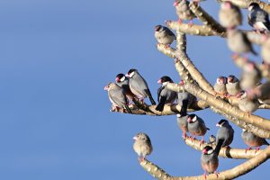 Le Padda de Java : un compagnon élégant et sociable