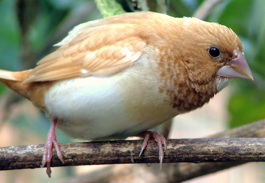 Le Moineau du Japon : un petit oiseau paisible