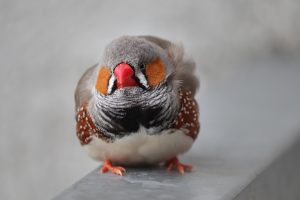 Le diamant mandarin : un petit oiseau attachant et populaire