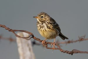Connaissez-vous le Pipit Farlouse?