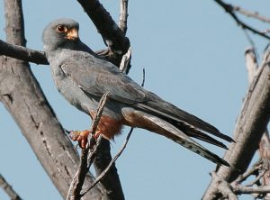 Falcopolis : un rassemblement exceptionnel de faucons kobez en Angola