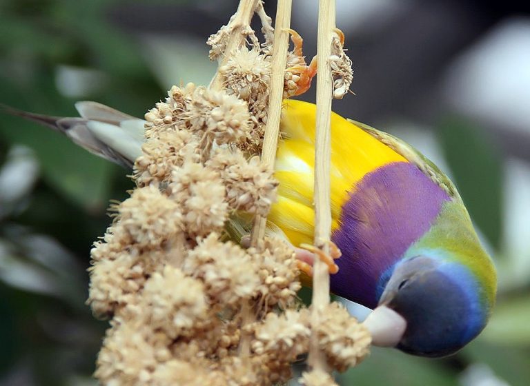 le-diamant-de-gould-guide-d-levage-et-de-soins-e-plumes-fr