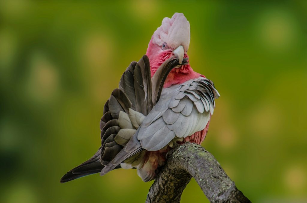 Pourquoi mon perroquet perd ses plumes : comprendre la mue des oiseaux