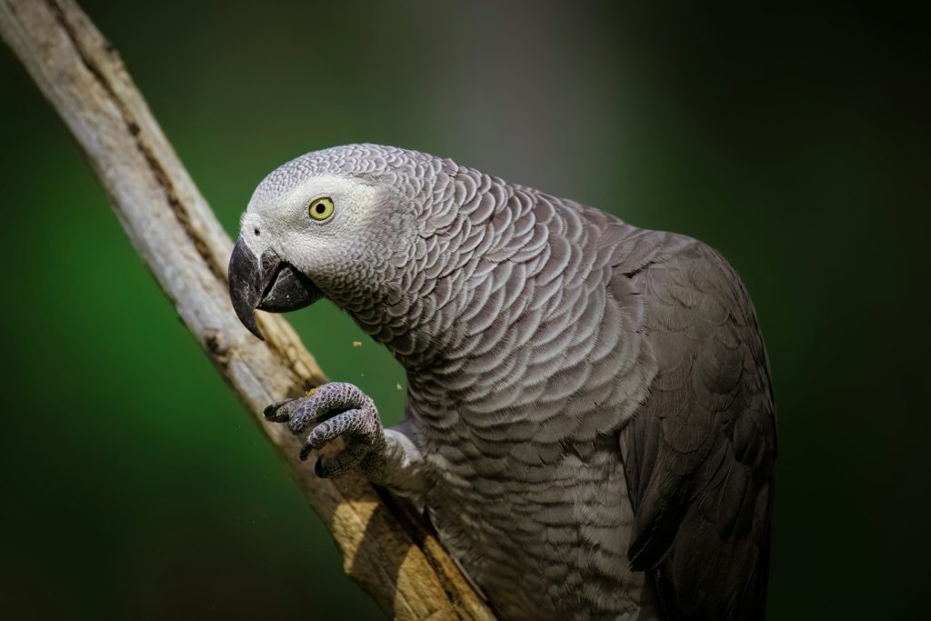 a parrot perched on top of a tree branch