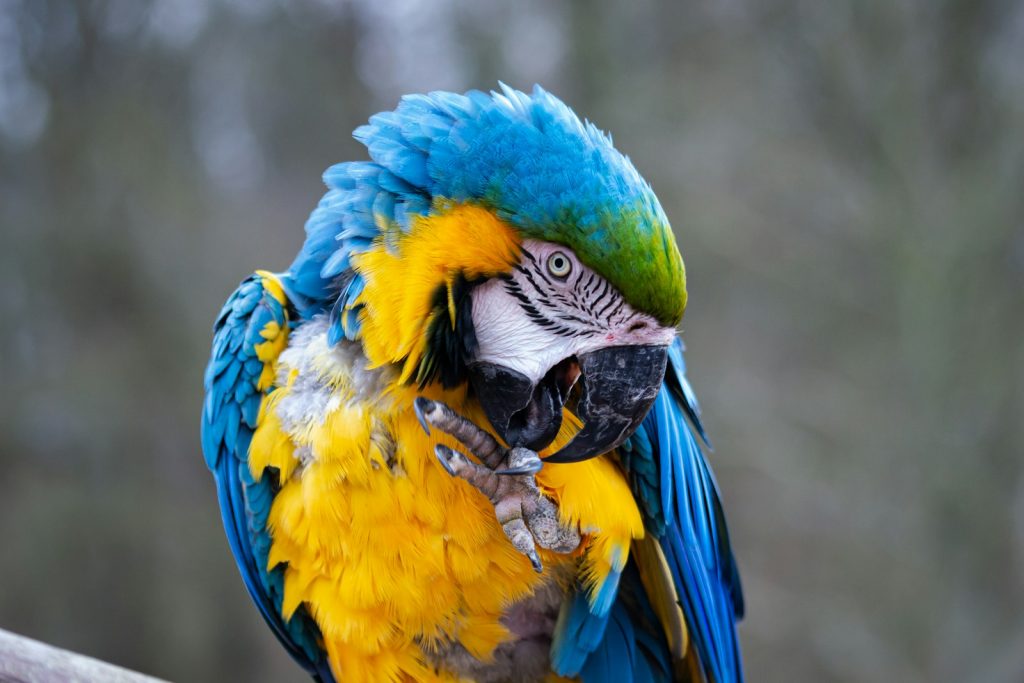 a blue and yellow parrot sitting on top of a tree branch