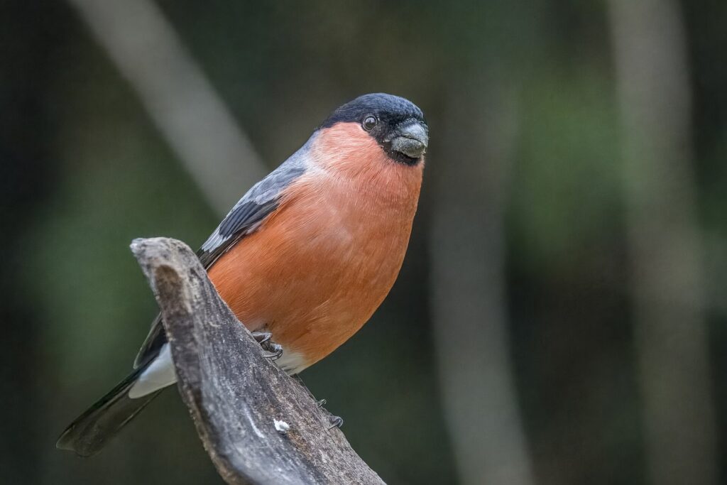 Bouvreuil pivoine : comment reconnaître cet oiseau discret et l&rsquo;aider à passer l&rsquo;hiver au jardin