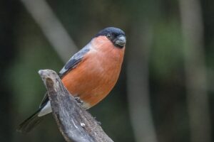 Bouvreuil pivoine : comment reconnaître cet oiseau discret et l&rsquo;aider à passer l&rsquo;hiver au jardin
