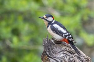 Pic épeiche : comment reconnaître ce pic noir, blanc et rouge et l&rsquo;attirer au jardin en hiver