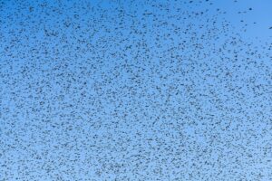 Murmurations d&rsquo;étourneaux : pourquoi ces nuées dansent dans le ciel d&rsquo;automne et comment les observer