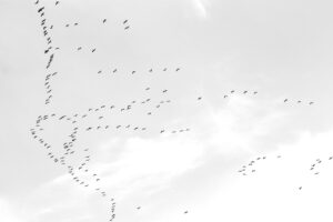 Migration des grues cendrées : où et quand les observer en France cet automne