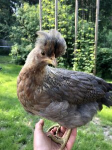 Mue des poules en automne : pourquoi elles perdent leurs plumes et comment les aider