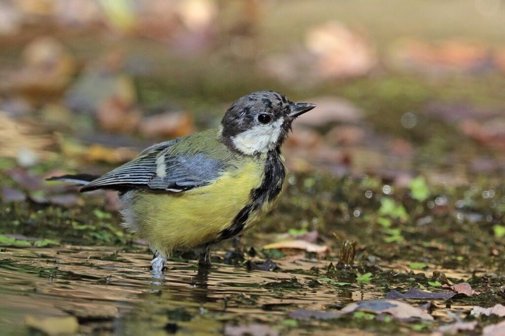 Mésange charbonnière : comment reconnaître la plus grande de nos mésanges et l&rsquo;aider à passer l&rsquo;hiver