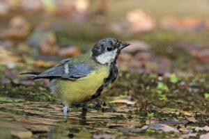Mésange charbonnière : comment reconnaître la plus grande de nos mésanges et l&rsquo;aider à passer l&rsquo;hiver