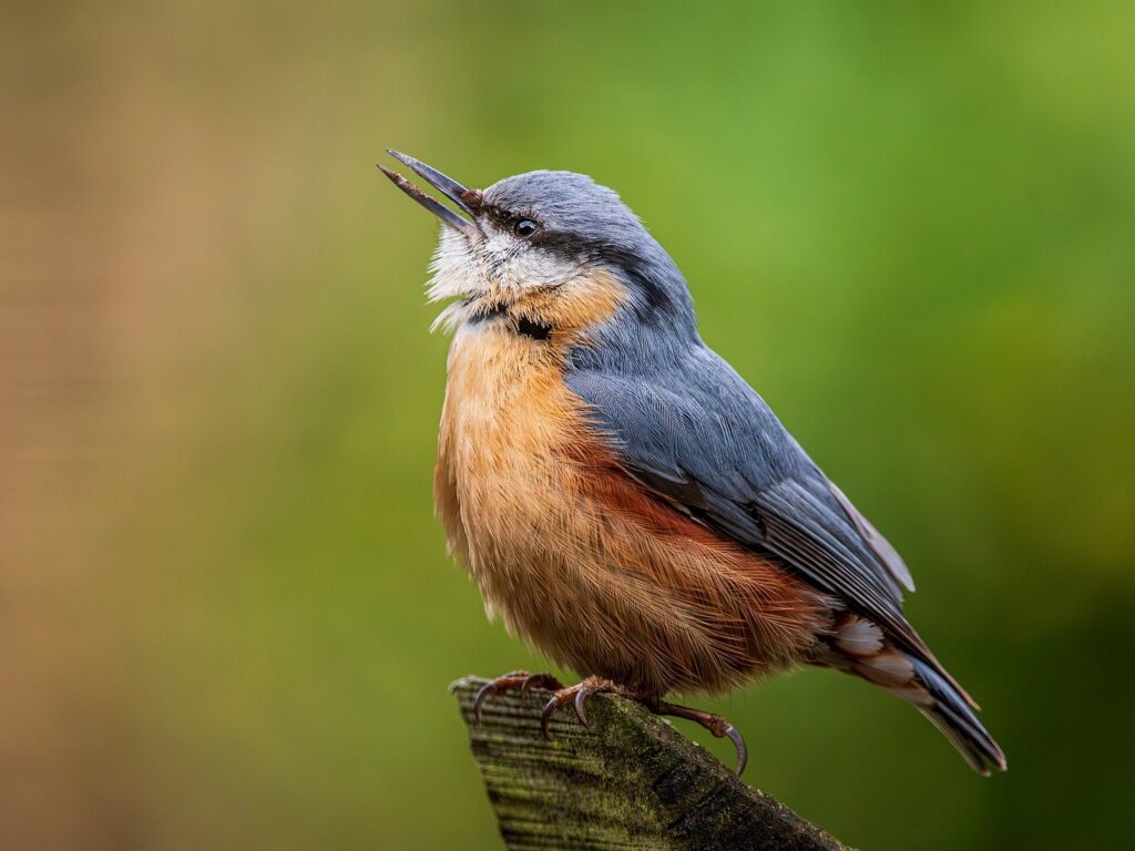 Sittelle torchepot : comment reconnaître l&rsquo;oiseau qui descend les troncs la tête en bas et l&rsquo;accueillir au jardin en hiver