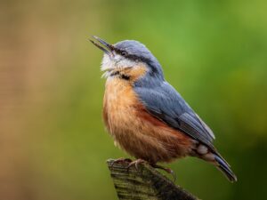 Sittelle torchepot : comment reconnaître l&rsquo;oiseau qui descend les troncs la tête en bas et l&rsquo;accueillir au jardin en hiver