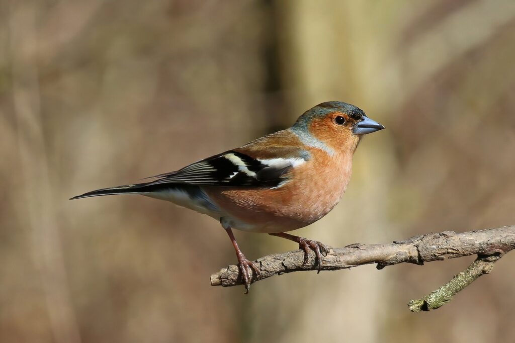 Pinson des arbres : comment reconnaître ce passereau familier et bien l&rsquo;accueillir au jardin en hiver