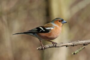 Pinson des arbres : comment reconnaître ce passereau familier et bien l&rsquo;accueillir au jardin en hiver