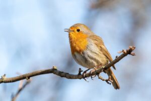 Rouge-gorge en automne : pourquoi il chante encore et défend son territoire tout l&rsquo;hiver