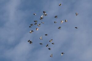 Migration des palombes : quand et où observer le grand passage du pigeon ramier en France