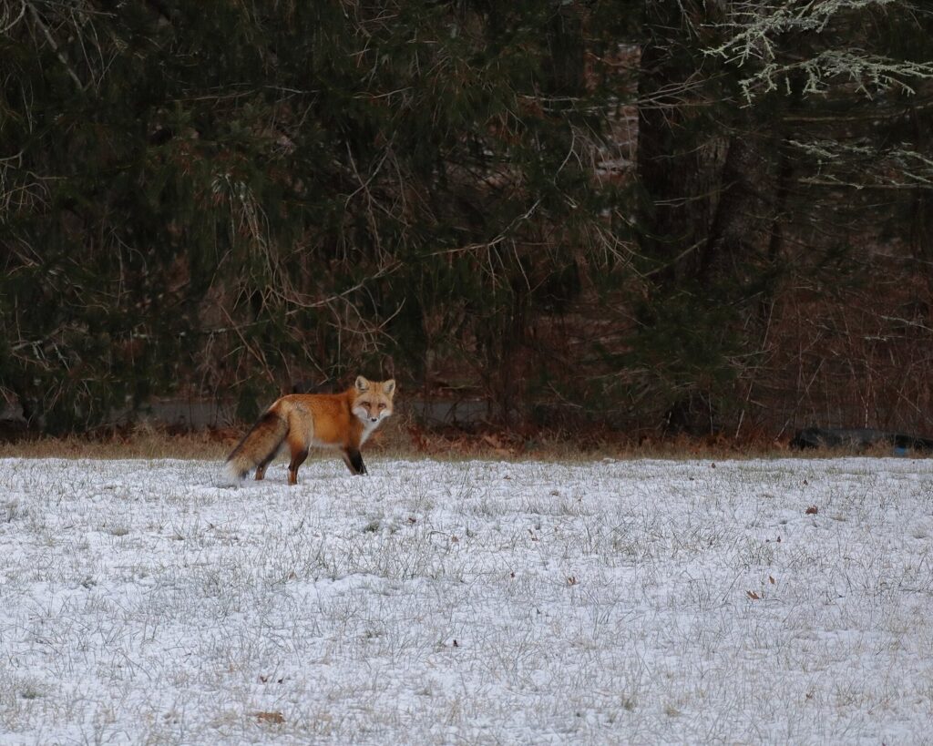 Renard, fouine, rapaces : comment protéger son poulailler des prédateurs à l&rsquo;approche de l&rsquo;hiver
