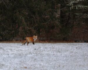 Renard, fouine, rapaces : comment protéger son poulailler des prédateurs à l&rsquo;approche de l&rsquo;hiver