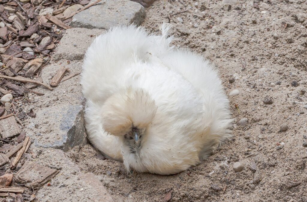 Poule soie : caractère, ponte et besoins de cette poule au plumage de peluche