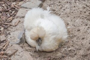 Poule soie : caractère, ponte et besoins de cette poule au plumage de peluche