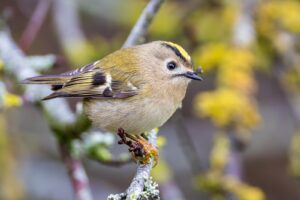 Roitelet huppé : comment reconnaître ce minuscule oiseau et comment il survit à l&rsquo;hiver