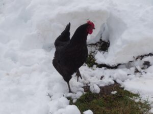 Poules en hiver : abri, eau, lumière et ponte, les bons réflexes avant les gelées